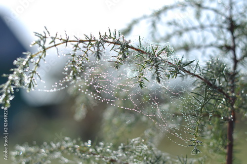drops of dew on grass