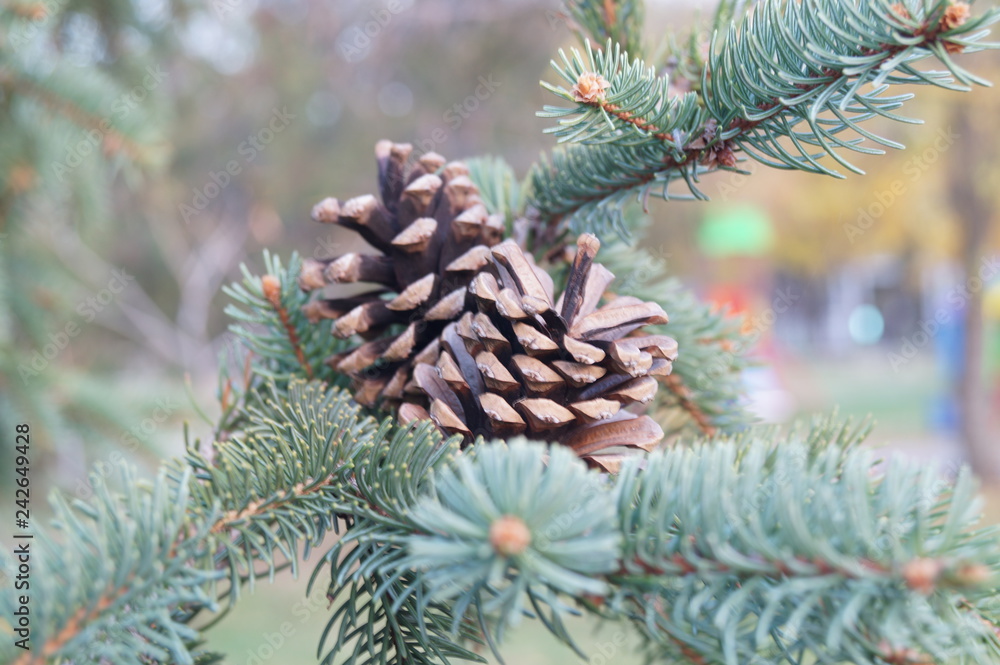 pine cone on a branch pine cone on a branch