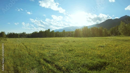 Yellow wildflowers on the meadow in sunny day. Rural landscape