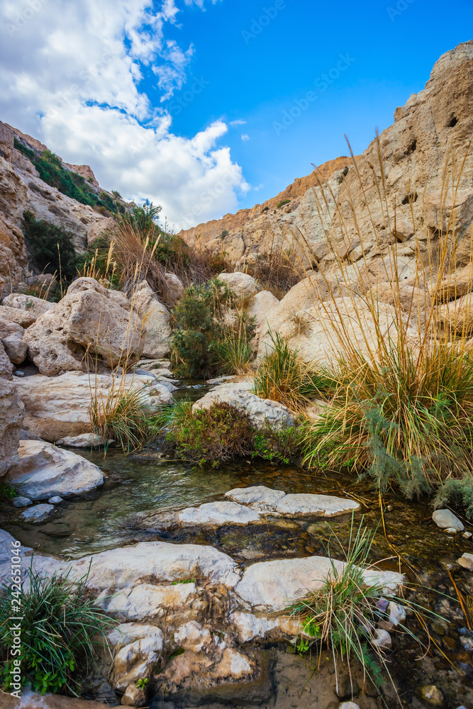 The stream flows through the gorge Ein Gedi The stream flows through the gorge Ein Gedi