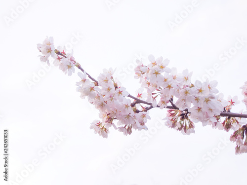 満開の桜（白背景）