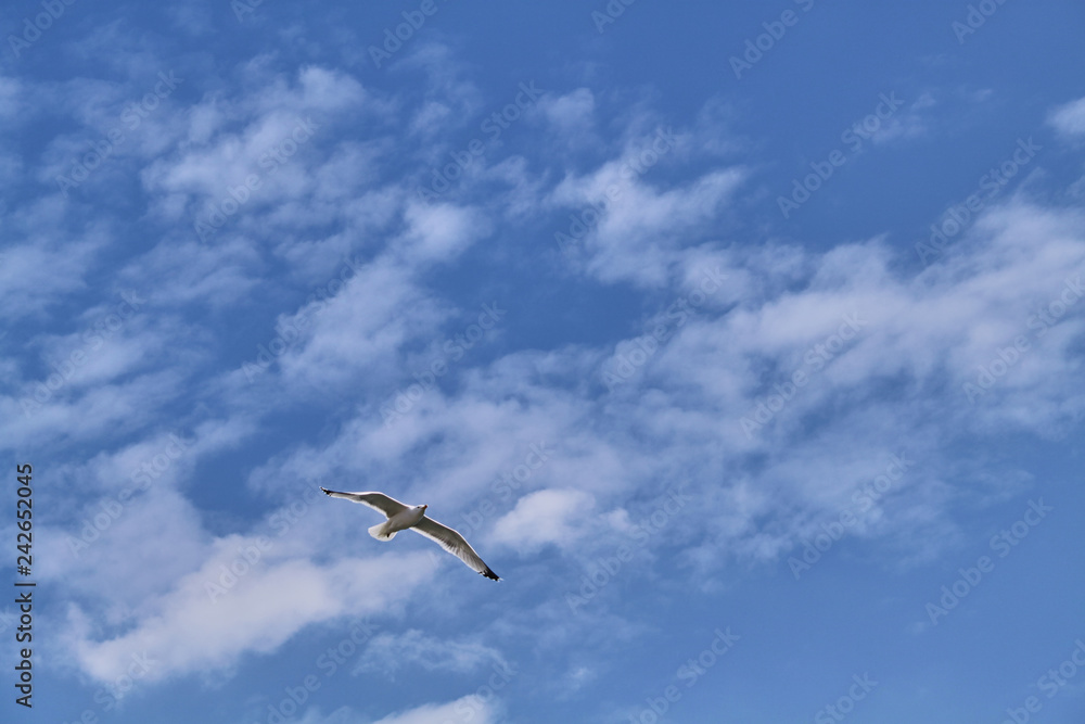 White seagull flies on a blue sky background with clouds White seagull flies on a blue sky background with clouds