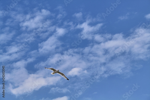 White seagull flies on a blue sky background with clouds