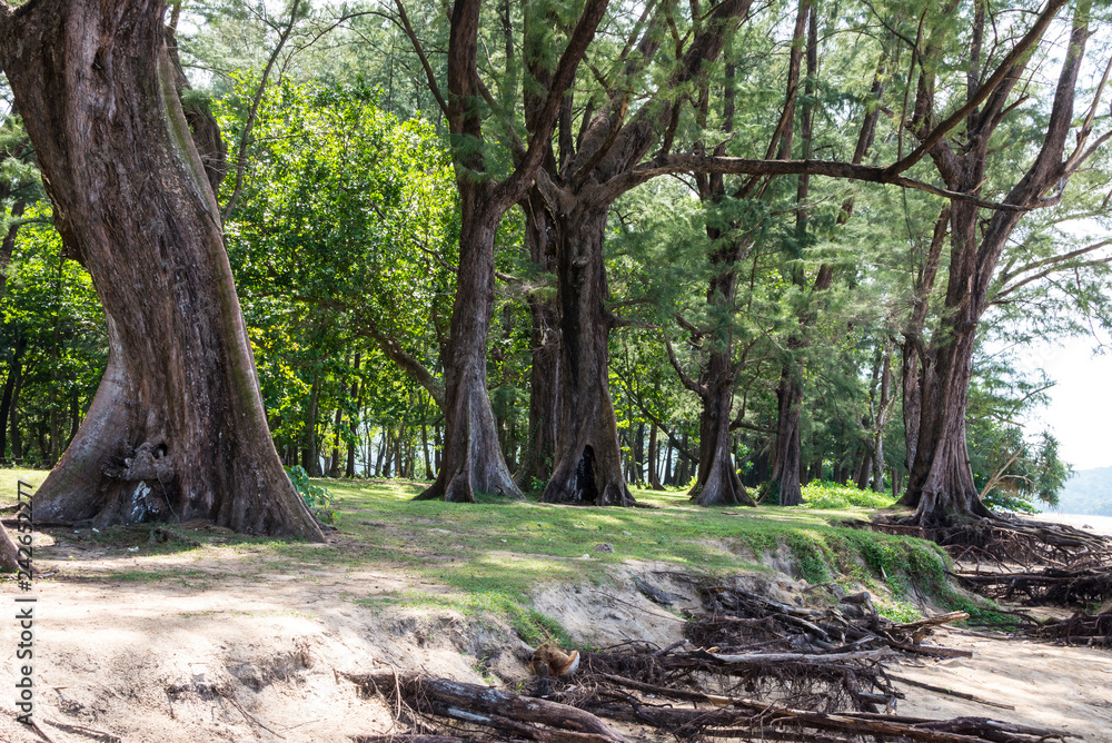 Trees in Sirinat National Park. Sunny day 21 December 2018 Trees in Sirinat National Park. Sunny day 21 December 2018