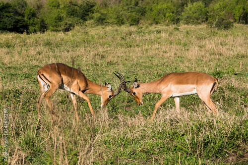 Jeunes impalas s'initiant au combat.