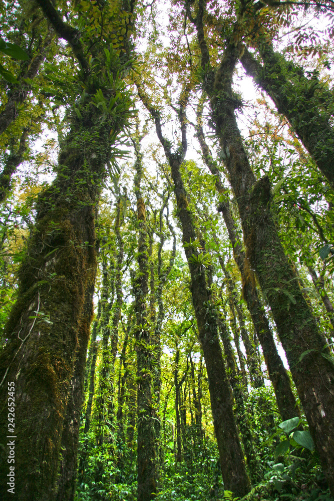 Jungle or forest outside Fort de France, Martinique, on the Franch Caribbean island of Martinique. Jungle or forest outside Fort de France, Martinique, on the Franch Caribbean island of Martinique.