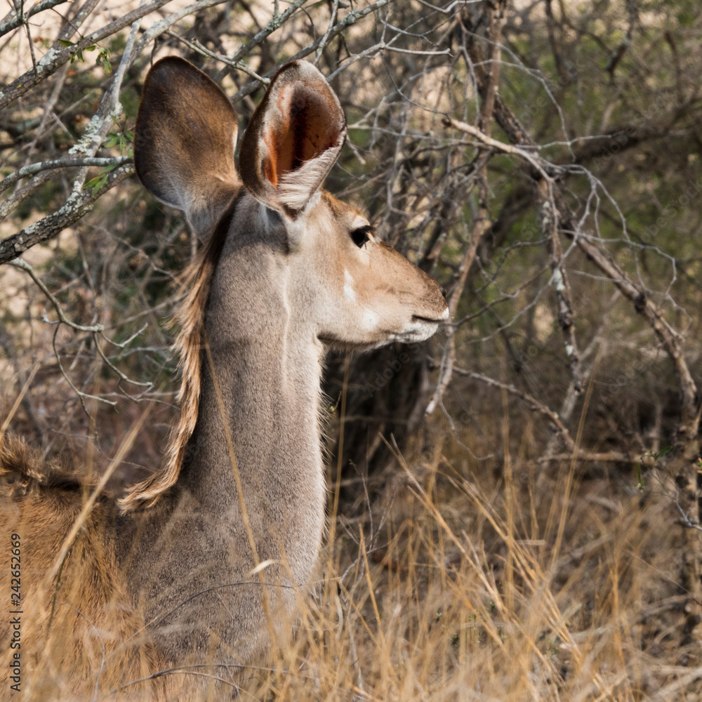 Portrait d'une impala inquiète.