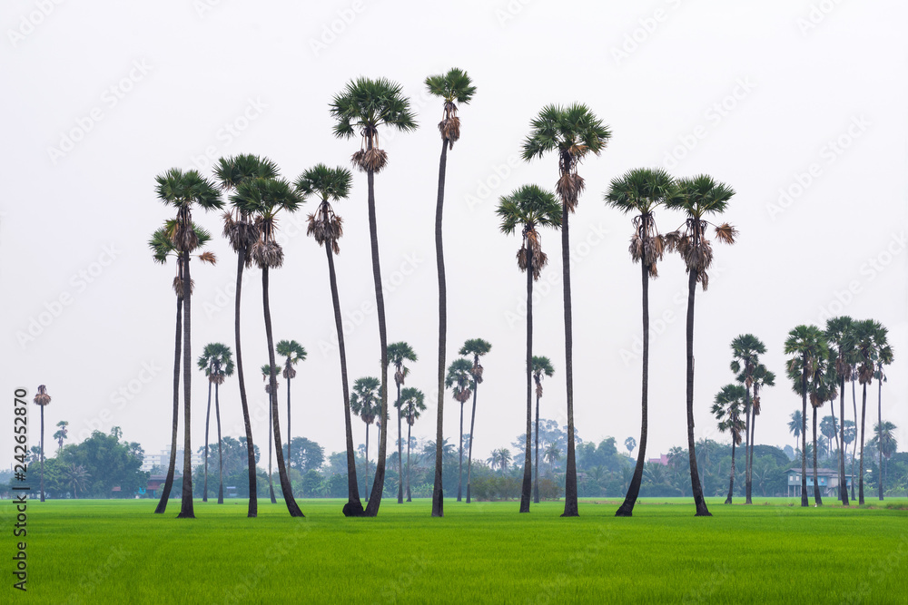 Sugar palm trees on green rice field