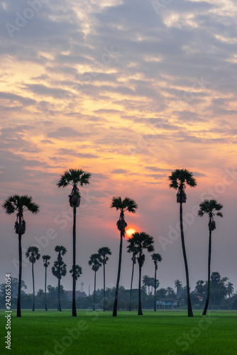 Sunrise over tall sugar palm trees and green rice field