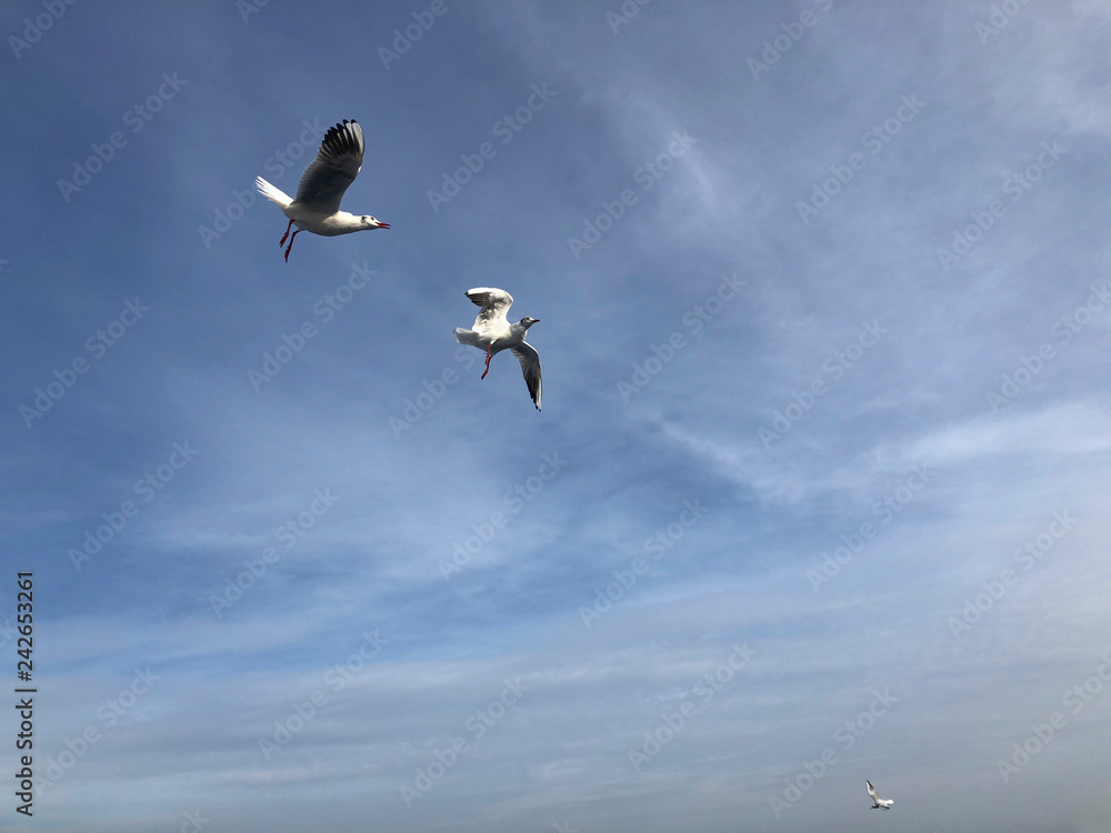 Fototapeta premium flock of seagulls flying in the sky