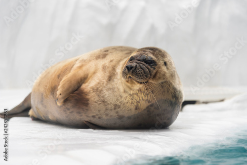 Sea lion posing on ice.