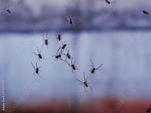 Group of tiny spider on their web
