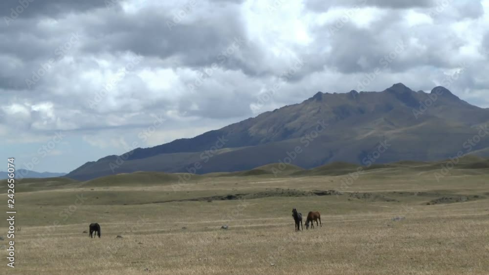 Wild Horses in Cotopaxi National Park in Ecuador