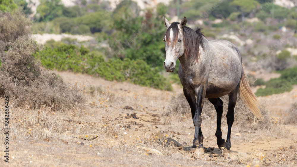 Fototapeta premium Asinara