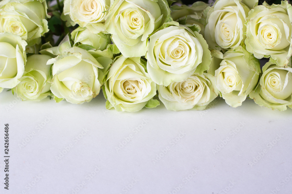 White roses on a white background and place for text close up.. White roses on a white background and place for text close up..