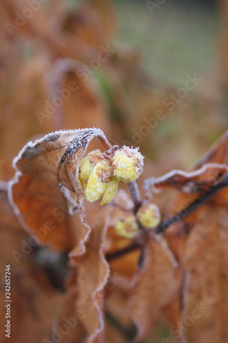 Frost on flowering Chimonanthus praecox or Calycanthus in the garden. Wintersweet bush with blossom in winter  photo