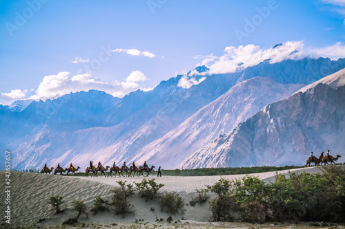 tourists ride on the Bactrian camels through the sand dunes at Hundar, Leh.  photo