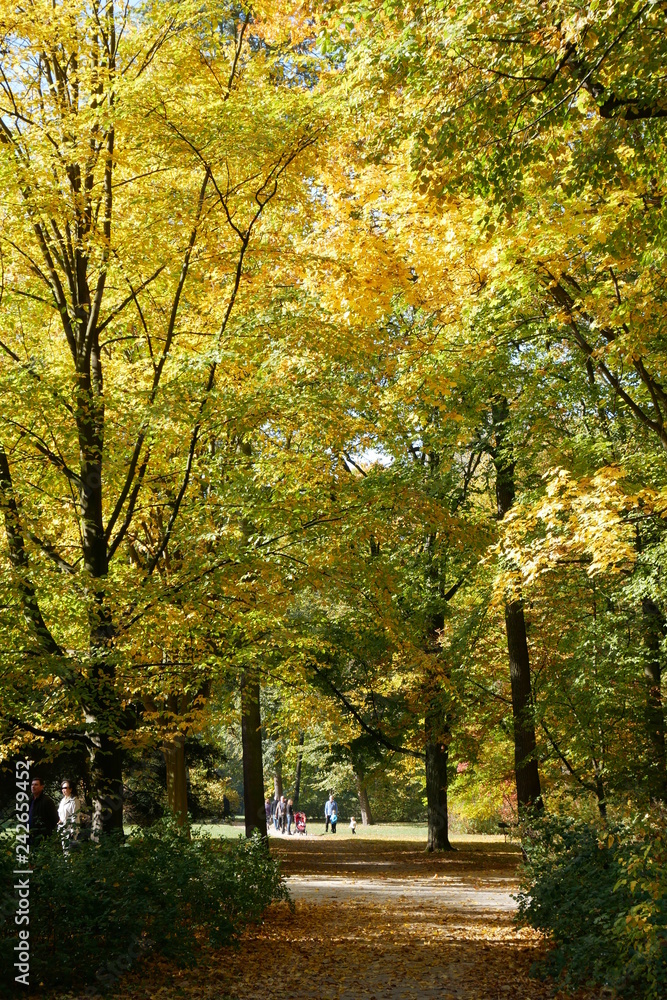 Naklejka premium autumn in the park