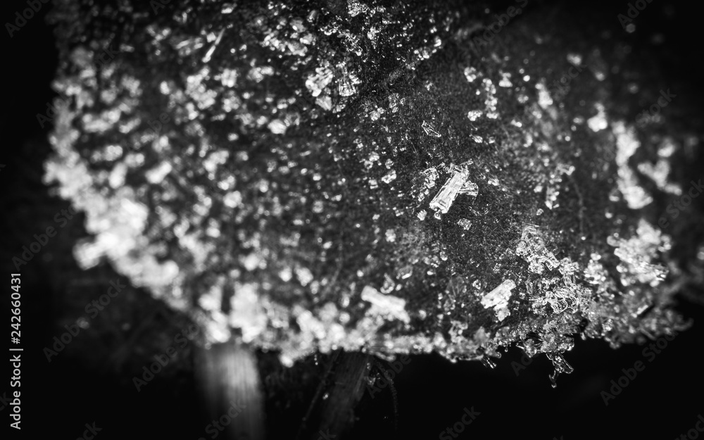 Obraz premium Ice crystals on a leaf in winter in the UK