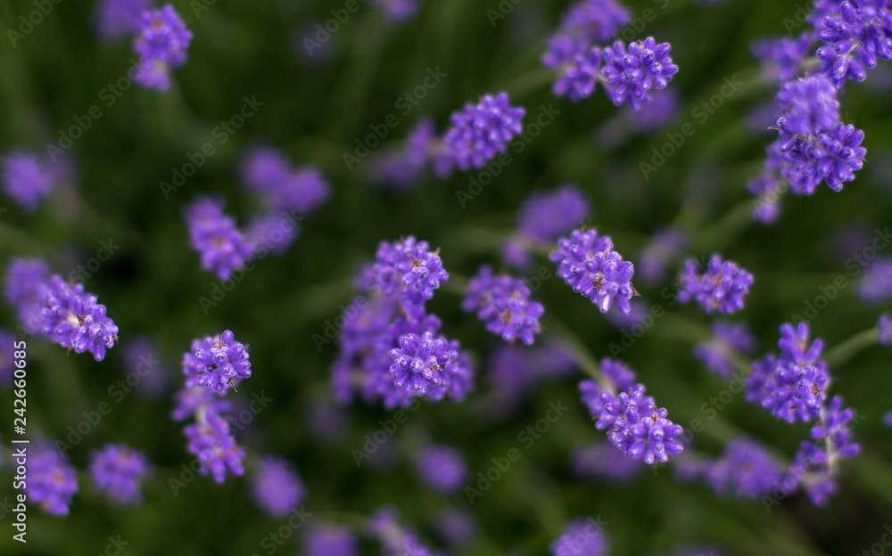 Lavender flowers photographed from above with a shallow depth of focus n the summer Lavender flowers photographed from above with a shallow depth of focus n the summer