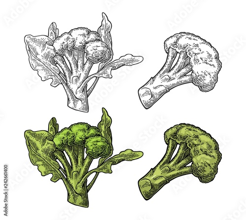 Broccoli with leaf.Vector engraving vintage color and black illustration.