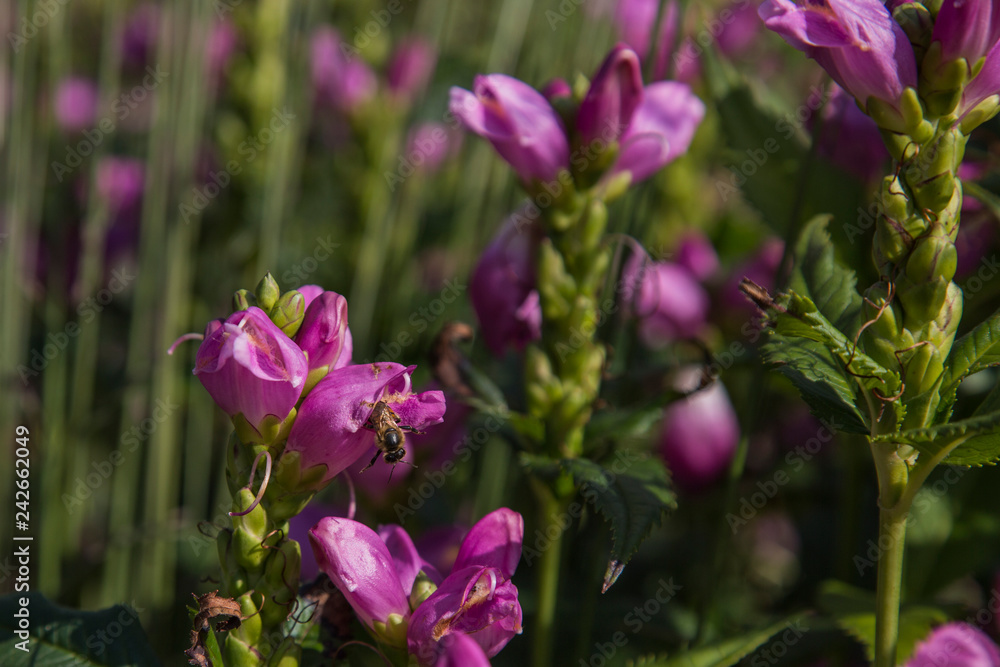 Summer flowers some with animals and insects