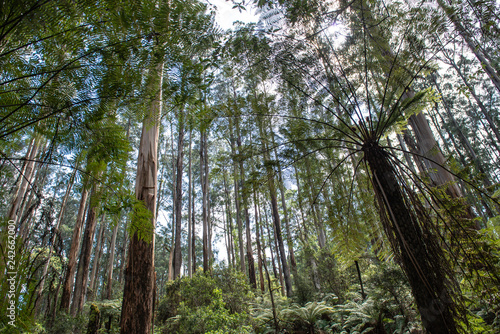 Forest nature