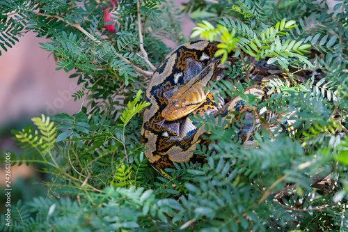 Colorful Asian rock python sticking tongue out while curling itself up on the tree top photo