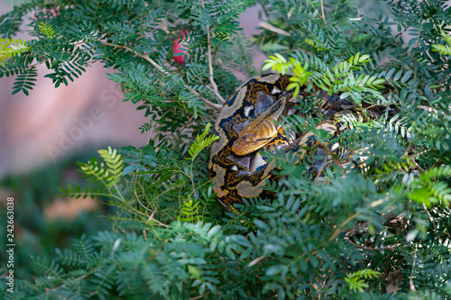 Canvas Print Colorful Asian rock python curling itself up on the tree top