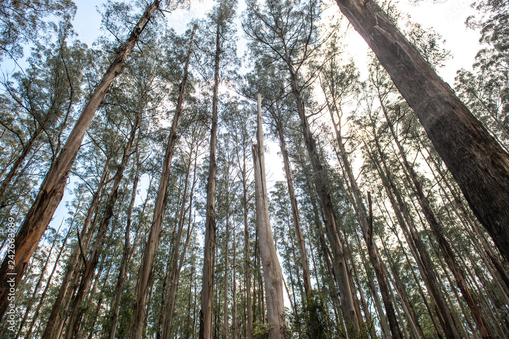 Fototapeta premium Forest nature