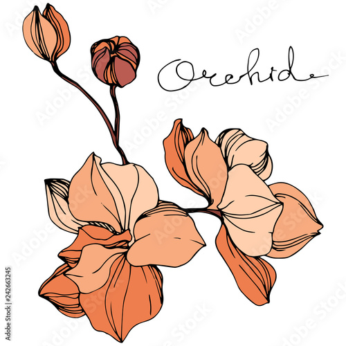 Vector Orange orchid. Floral botanical flower. Engraved ink art. Isolated orchid illustration element.