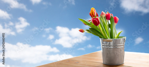 flora and gardening concept - red tulip flowers in tin bucket on wooden table over blue sky and clouds background