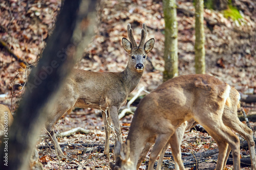 Roe deer and buck in the forest © Xalanx