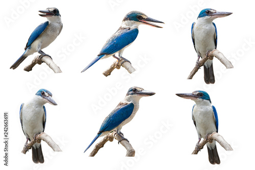 Collared kingfisher, White-collared kingfisher, Mangrove kingfisher ( Todiramphus chloris) on a branch with a white backdrop.