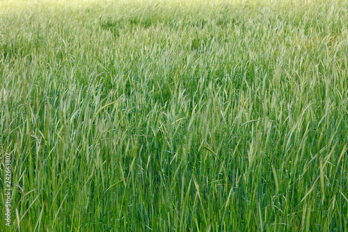 Blurred background of green field of growing green grass and wheat