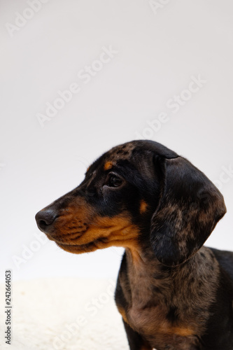 Dachshund puppy profile