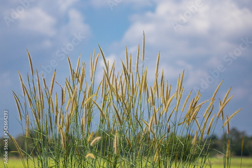 Pennisetum flower with blue sky background.