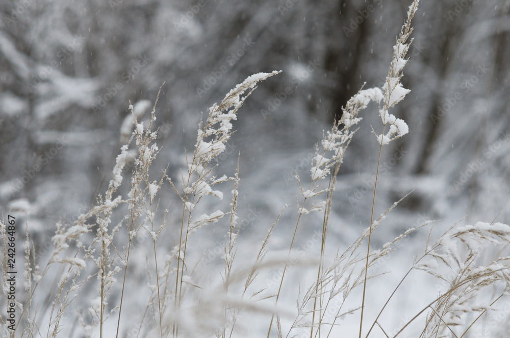 During snowfall dry stalks of cereals covered with snow During snowfall dry stalks of cereals covered with snow