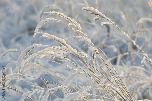 During snowfall dry stalks of cereals covered with snow