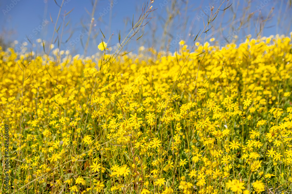 A field of yellow flowers against the blue sky landscape A field of yellow flowers against the blue sky landscape