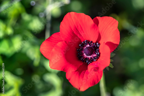 Head of a single red anemone flower close up on a blurred green background