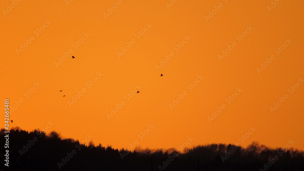 Birds on the orange background of the sunset in mountains Birds on the orange background of the sunset in mountains