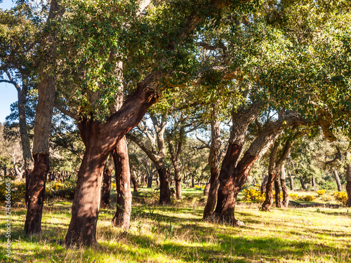 cork oaks in the andalusian countryside. 