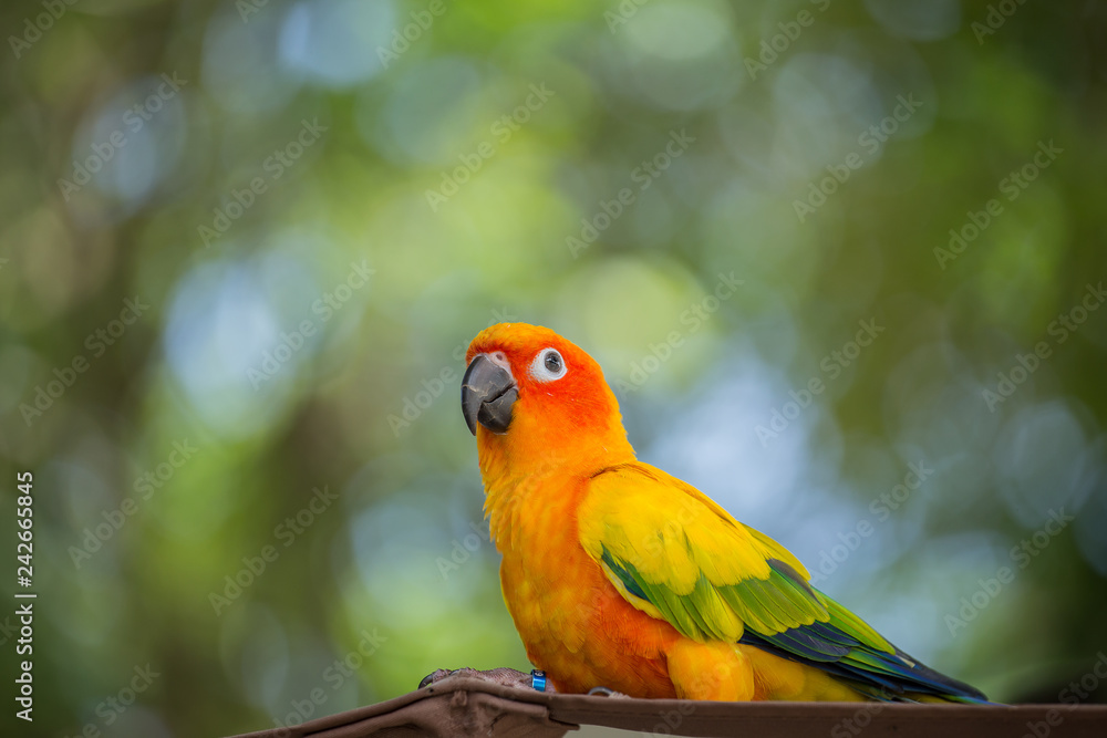 Aratinga solstitialis (conure) with green background. Aratinga solstitialis (conure) with green background.