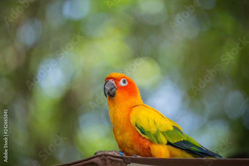 Aratinga solstitialis (conure) with green background.