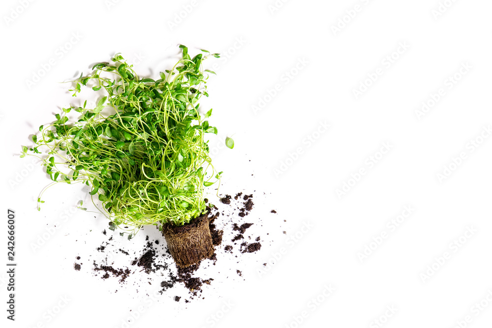 Marjoram isolated on white background. Home gardening and cooking concept Marjoram isolated on white background. Home gardening and cooking concept
