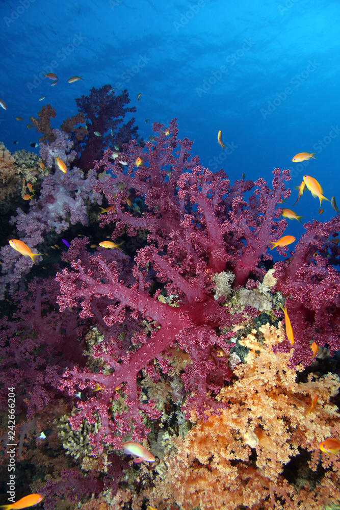 Obraz premium Thomas Reef EG-16