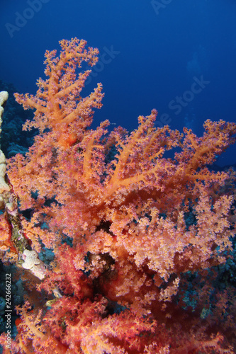 Woodhouse Reef EG-09