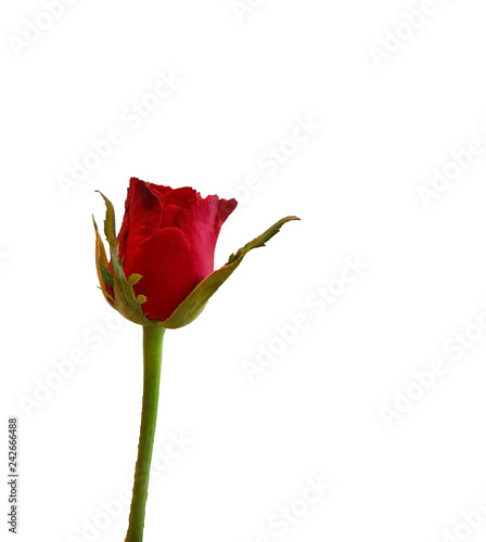 red rose isolated on white background