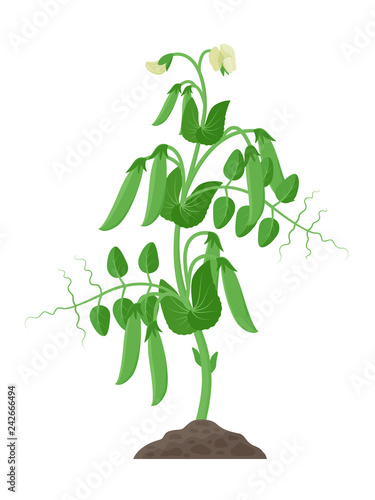 Pea plant with ripe pea pods and flowers growing in the ground vector illustration isolated on white background.